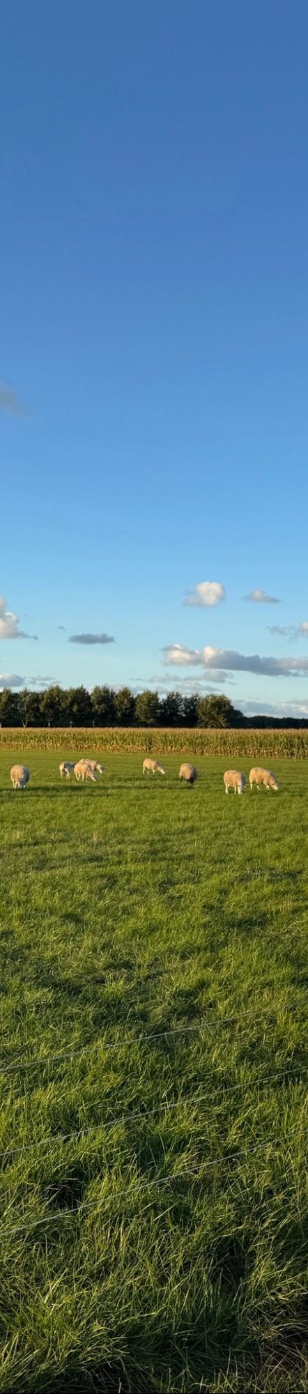 Schapen op boerenland in Hoeksche Waard Schapen die aan het grazen zijn op het land in gemeente Hoeksche Waard